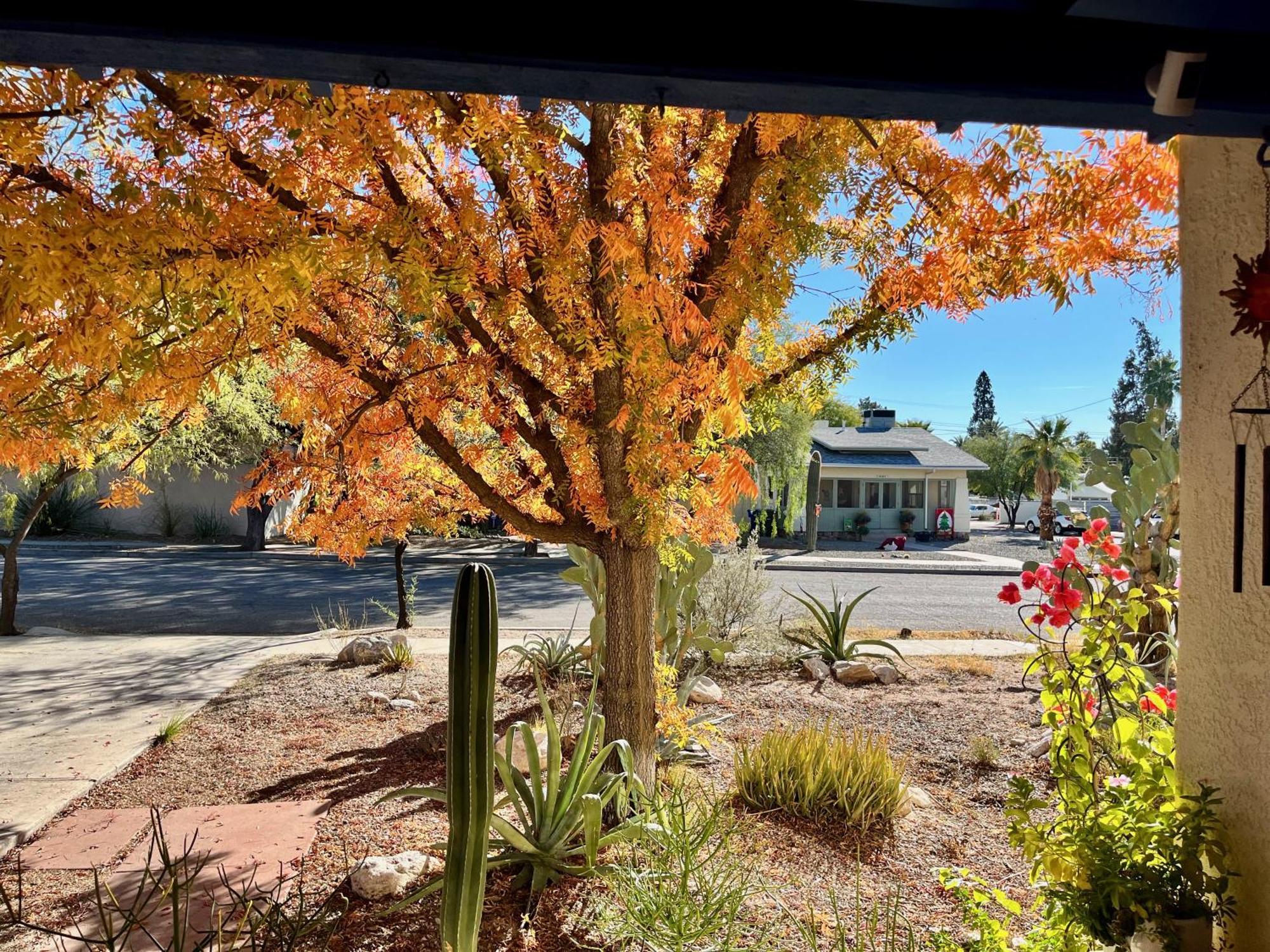 Historic U Of A Bungalow With Holiday home Tucson